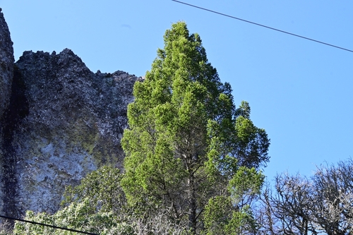 Pseudotsuga menziesii var. glauca (Rocky Mountain Douglas fir)
