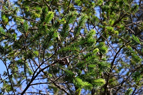 Pseudotsuga menziesii var. glauca (Rocky Mountain Douglas fir) (alternate view 2)