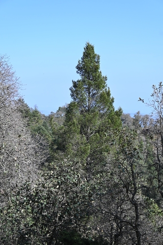 Pseudotsuga menziesii var. glauca (Rocky Mountain Douglas fir) (alternate view 4)