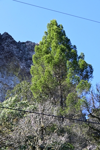Pseudotsuga menziesii var. glauca (Rocky Mountain Douglas fir) (alternate view 5)