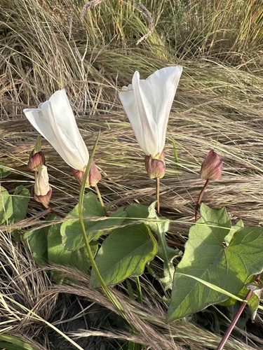 Calystegia silvatica (large bindweed)