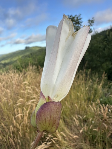 Calystegia silvatica (large bindweed)