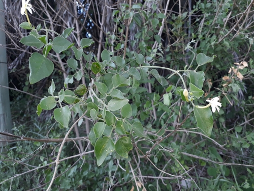 Jasminum (jasmine) (alternate view 6)