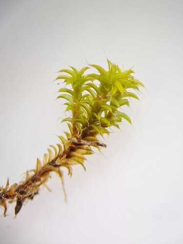 Syntrichia ruraliformis (Sand-hill Screw-moss)