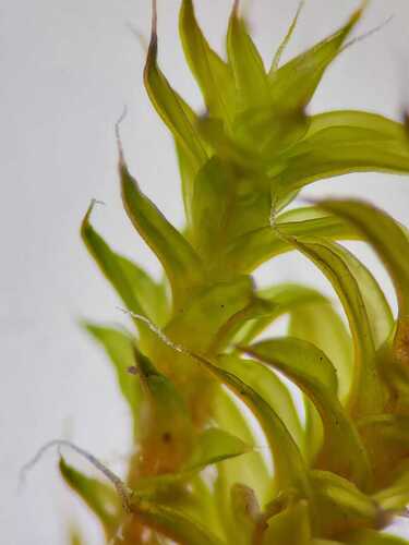 Syntrichia ruraliformis (Sand-hill Screw-moss)