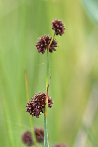 Juncus ensifolius (dagger-leaf rush)
