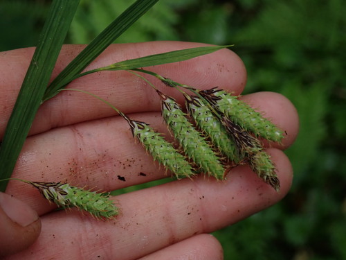 Carex mertensii (Merten's Sedge) (alternate view 2)
