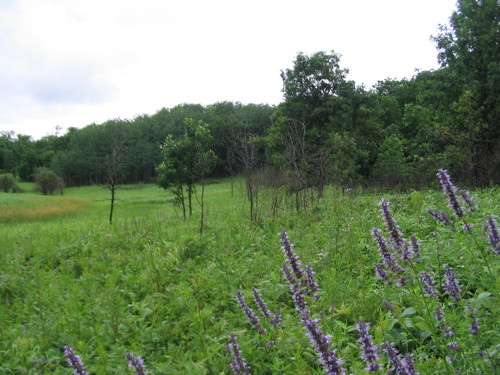 Agastache foeniculum (Anise Hyssop)