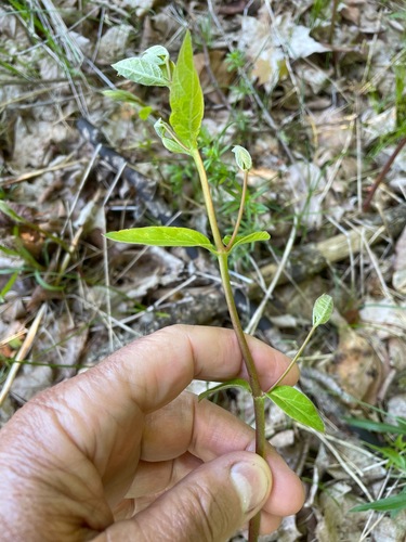 Apocynum cannabinum (hemp dogbane)