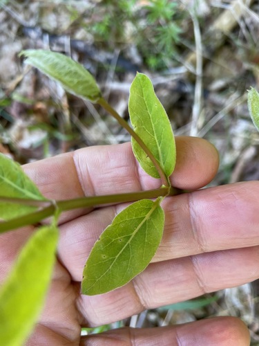 Apocynum cannabinum (hemp dogbane)