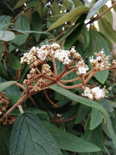 Viburnum rhytidophyllum (leatherleaf viburnum) (alternate view 3)