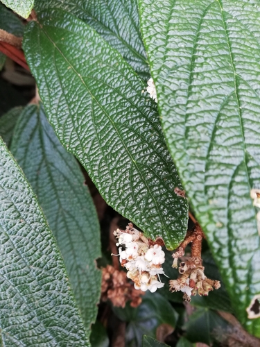 Viburnum rhytidophyllum (leatherleaf viburnum) (alternate view 4)