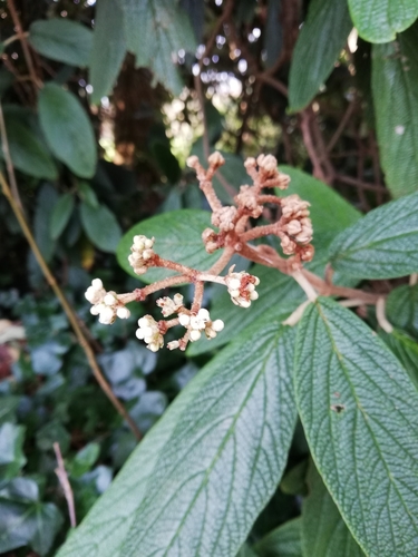 Viburnum rhytidophyllum (leatherleaf viburnum) (alternate view 5)