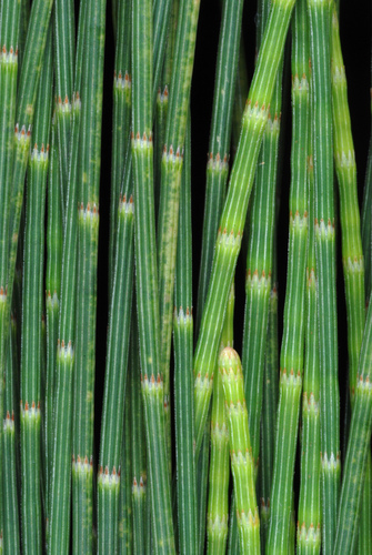 Casuarina equisetifolia (Beach Sheoak) (alternate view 9)