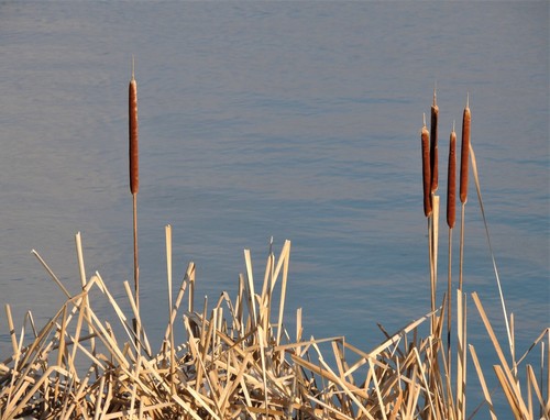 Typha × glauca (hybrid cattail) (alternate view 4)