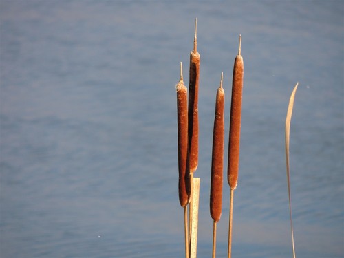 Typha × glauca (hybrid cattail) (alternate view 5)