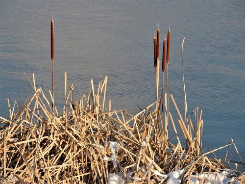 Typha × glauca (hybrid cattail) (alternate view 6)