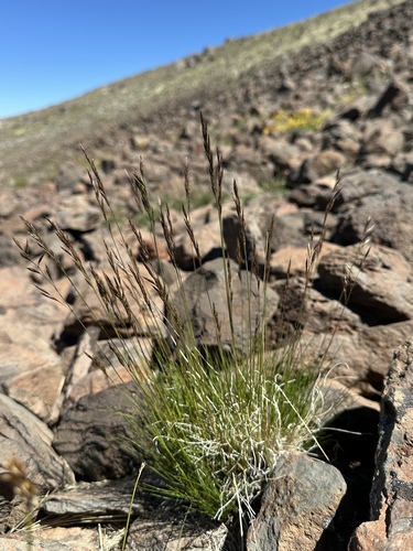 Festuca idahoensis (Idaho fescue)