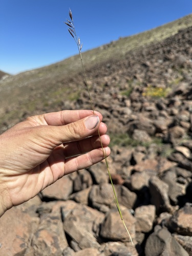 Festuca idahoensis (Idaho fescue) (alternate view 2)