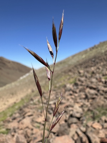 Festuca idahoensis (Idaho fescue) (alternate view 3)