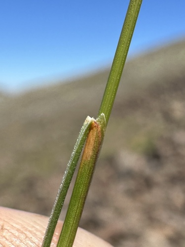 Festuca idahoensis (Idaho fescue) (alternate view 4)