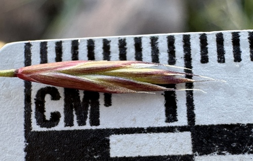 Festuca idahoensis (Idaho fescue) (alternate view 5)