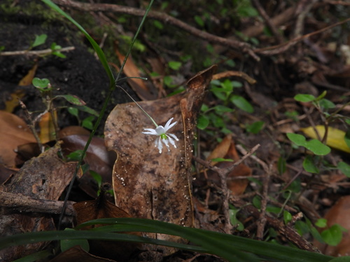 Arthropodium candidum (White Rock Lily)