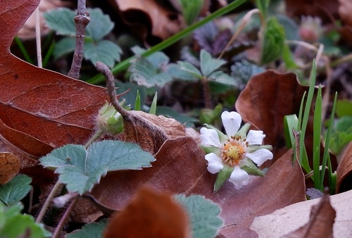 Potentilla sterilis (Barren Strawberry)