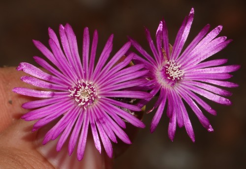 Drosanthemum (Dewfigs) (alternate view 5)