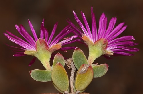 Drosanthemum (Dewfigs) (alternate view 6)