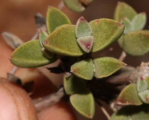 Drosanthemum (Dewfigs) (alternate view 7)