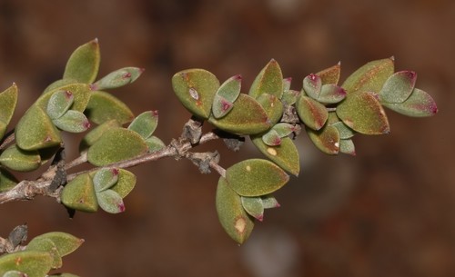 Drosanthemum (Dewfigs) (alternate view 8)