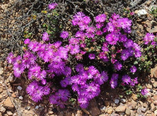 Drosanthemum (Dewfigs) (alternate view 9)
