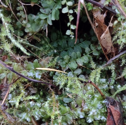 Plagiomnium (Thyme and Allied Mosses) (alternate view 6)