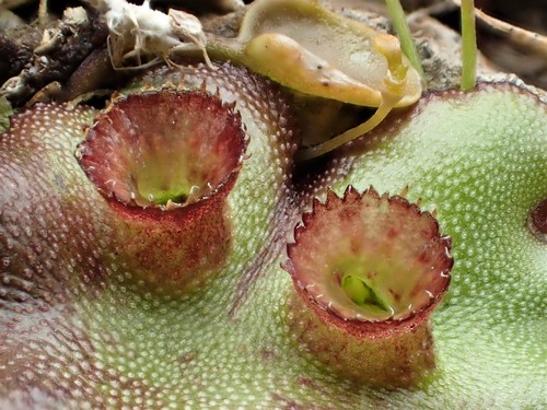 Marchantia (alternate view 5)