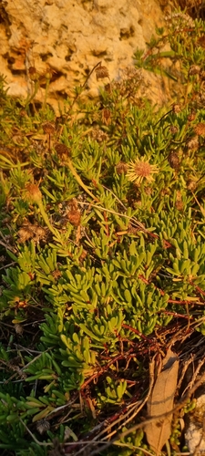 Limbarda crithmoides (Golden Samphire)