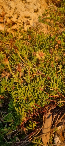 Limbarda crithmoides (Golden Samphire)