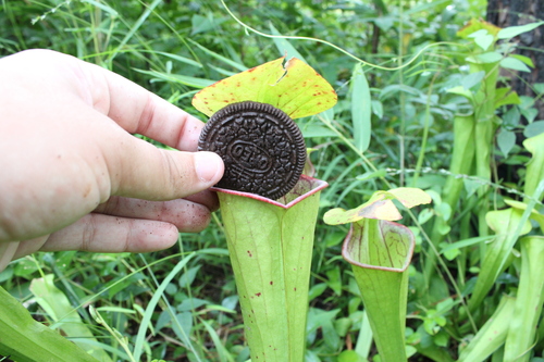 Sarracenia (North American pitcher plants) (alternate view 6)