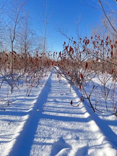 Rhus typhina (staghorn sumac) (alternate view 5)