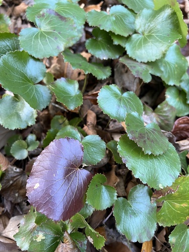 Galax urceolata (galax) (alternate view 9)