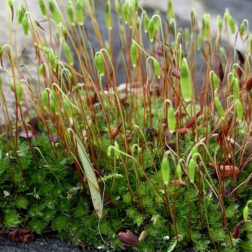 Ptychostomum capillare (Capillary Thread-moss)
