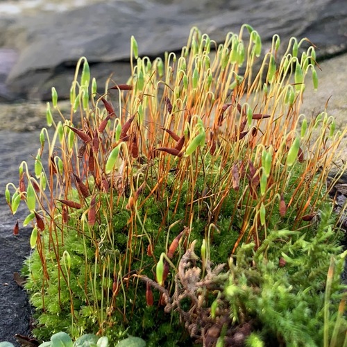 Ptychostomum capillare (Capillary Thread-moss)