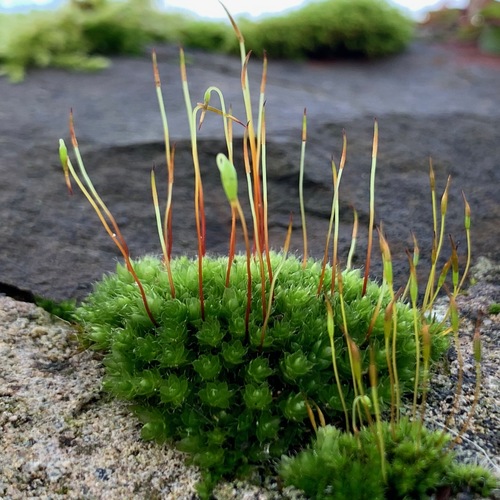 Ptychostomum capillare (Capillary Thread-moss)