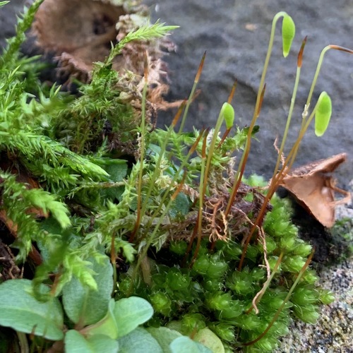 Ptychostomum capillare (Capillary Thread-moss)