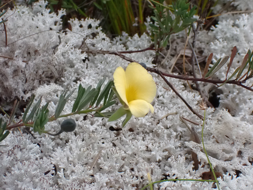 Gompholobium huegelii (Common Wedge-pea) (alternate view 7)