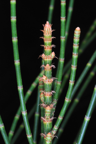 Casuarina glauca (Swamp sheoak) (alternate view 4)