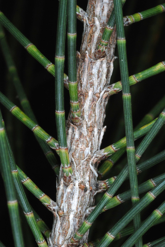 Casuarina glauca (Swamp sheoak) (alternate view 5)