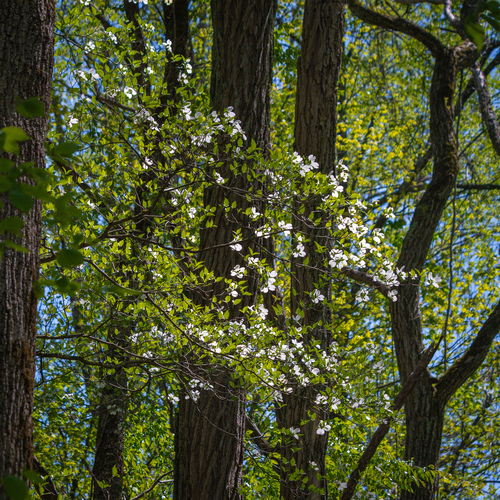 Cornus florida (eastern dogwood)