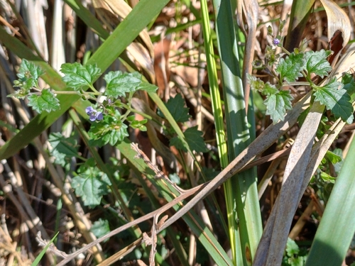 Veronica plebeia (Australian Speedwell) (alternate view 2)