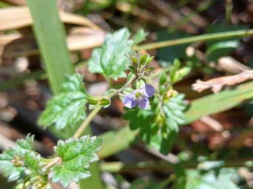 Veronica plebeia (Australian Speedwell) (alternate view 3)